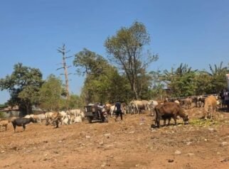 TPA Tamangapa Siapkan Penangkaran Sapi, Sampah Organik Jadi Pakan